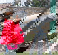 Sydney Observatory Mandarin Tour - Great Ocean Road Restaurant