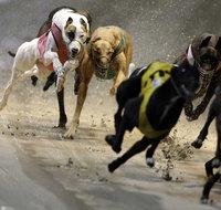 Twilight Greyhound Racing - Great Ocean Road Restaurant