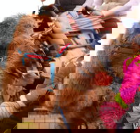 Willunga Almond Blossom Festival