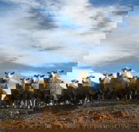 Annual Bredbo Sheep Dog Trials - Great Ocean Road Restaurant