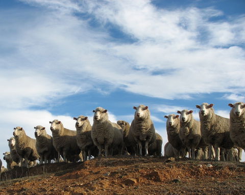 Annual Bredbo Sheep Dog Trials - Great Ocean Road Restaurant 0