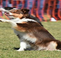 Dogs in the Park NSW Orange - Great Ocean Road Restaurant