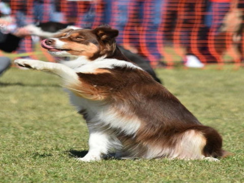 Dogs In The Park NSW Orange - Great Ocean Road Restaurant 0