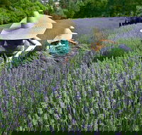Lavandula Swiss Italian Farm - Great Ocean Road Restaurant