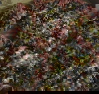 Ray's Pizza  Pasta - Great Ocean Road Restaurant