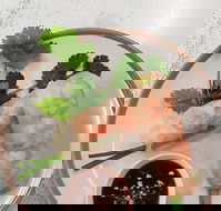 Golden Tree Cafe - Great Ocean Road Restaurant