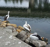 Saltwater Seafoods - Great Ocean Road Restaurant