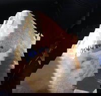 Shoeys bakery - Great Ocean Road Restaurant