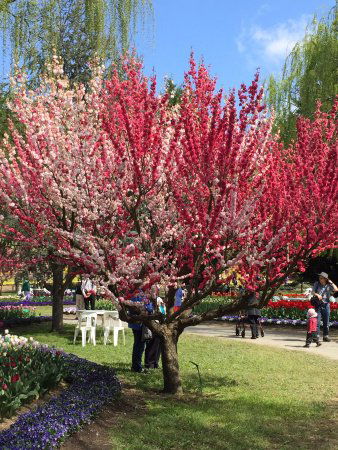 Ngunnawal ACT Great Ocean Road Restaurant