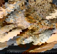 Iluka Bakery - Great Ocean Road Restaurant