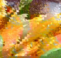 Spice Village - Great Ocean Road Restaurant