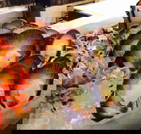 Cafe at the Hyatt Regency Perth - Great Ocean Road Restaurant