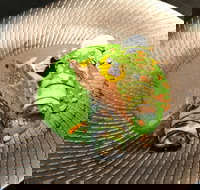 Fireplace - Great Ocean Road Restaurant