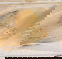 Swish 'n' Chips - Great Ocean Road Restaurant