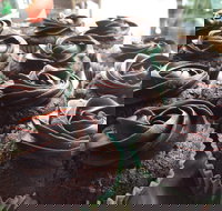 Govindas Pure Vegetarian - Burleigh Heads - Great Ocean Road Restaurant