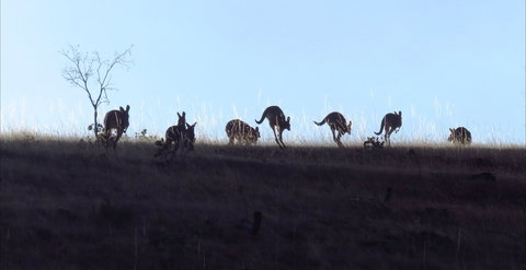 Sedona Estate - Great Ocean Road Restaurant 2