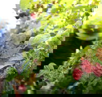 Springwood Farm Berries - Great Ocean Road Restaurant