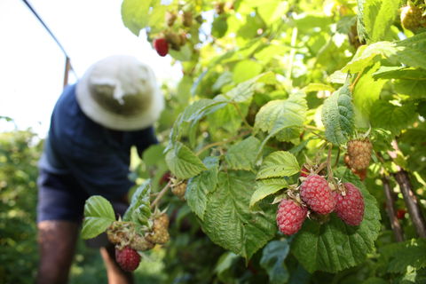 Springwood Farm Berries - Great Ocean Road Restaurant 0