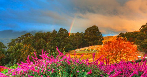 Hartzview Vineyard - Great Ocean Road Restaurant 2