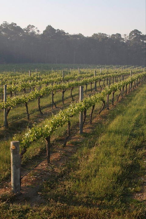 Cape Grace Wines - Great Ocean Road Restaurant 0