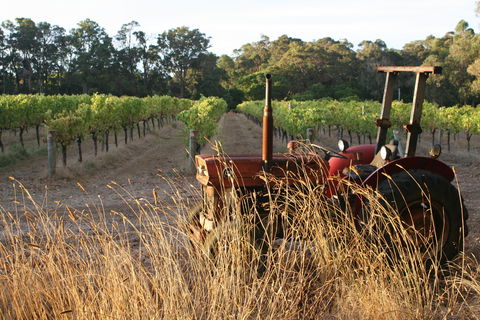 Cape Grace Wines - Great Ocean Road Restaurant 2