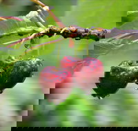 Red Hill Cherry Farm - Great Ocean Road Restaurant