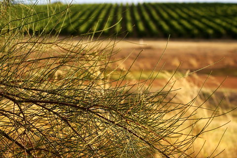 Haselgrove Wines - Great Ocean Road Restaurant 1