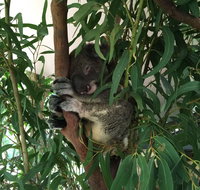Wild Life Hamilton Island - Great Ocean Road Restaurant