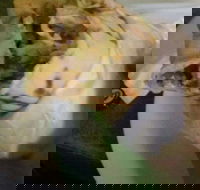 Ankara Kebabs  Bakery - Great Ocean Road Restaurant