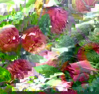 Payne's Orchards - Great Ocean Road Restaurant