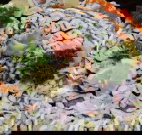 I Sushi - Eaton - Great Ocean Road Restaurant