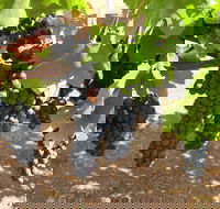 Waybourne Winery - Great Ocean Road Restaurant