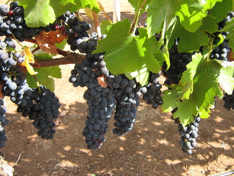 Waybourne Winery - Great Ocean Road Restaurant 0