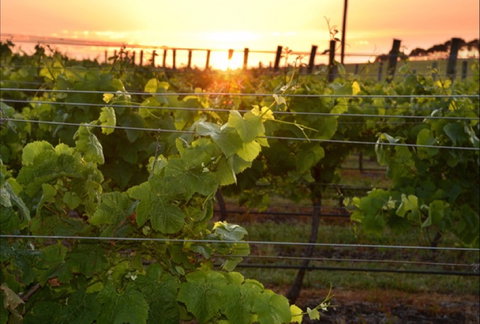 Bennetts On Bellarine Winery - Great Ocean Road Restaurant 0