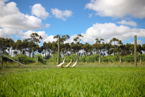 Pierrepoint Wines Cellar Door - Great Ocean Road Restaurant 1