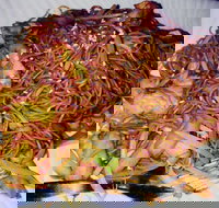 Silver Moon - Great Ocean Road Restaurant