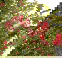 Staples Apples - Great Ocean Road Restaurant