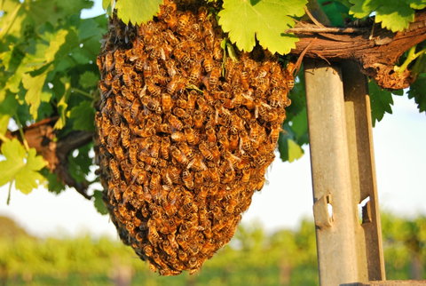 Whistling Kite Biodynamic Wines - Great Ocean Road Restaurant 0