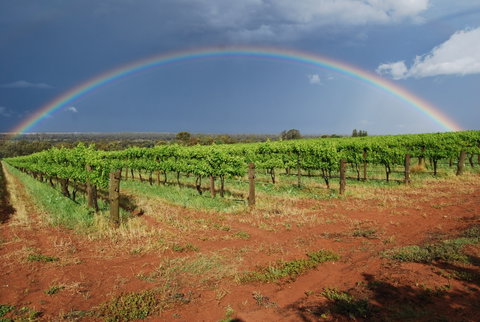 Whistling Kite Biodynamic Wines - Great Ocean Road Restaurant 1