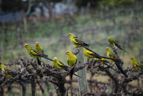 Whistling Kite Biodynamic Wines - Great Ocean Road Restaurant 2