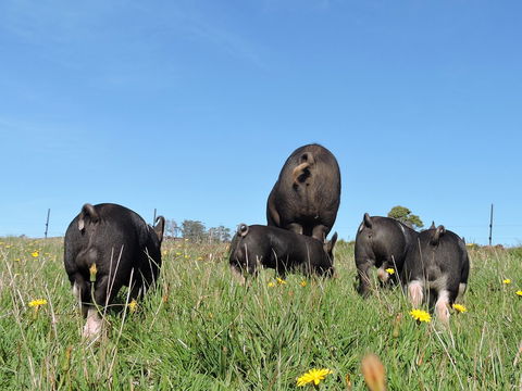 Fork It Farm - Great Ocean Road Restaurant 1