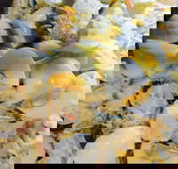 Krazy Chix - Great Ocean Road Restaurant