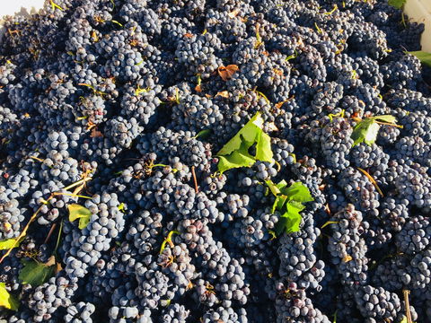 Norton Road Wines - Great Ocean Road Restaurant 2