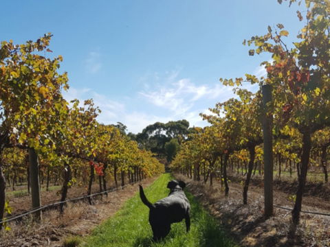 Ruddenklau Wines - Great Ocean Road Restaurant 0