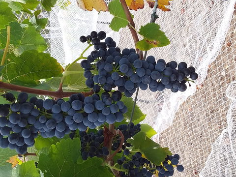 Clayfield Wines - Great Ocean Road Restaurant 1