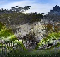 Mount Majura Vineyard - Great Ocean Road Restaurant