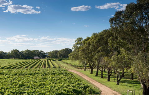Bleasdale Vineyards - Great Ocean Road Restaurant 1