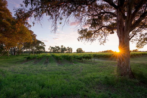 Bleasdale Vineyards - Great Ocean Road Restaurant 2