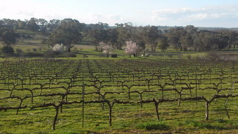 Lockwood Vineyard - Great Ocean Road Restaurant 1