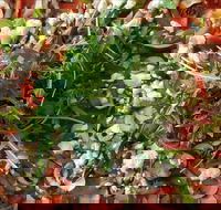 Mount Buninyong Winery - Great Ocean Road Restaurant